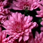 畅享4K影视在线:高清视听盛宴随时随地 1gf30hcm8n