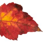 畅享5G在线影院:极速观看体验与丰富影视资源 li52r