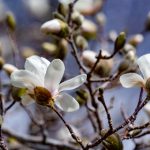 种子搜索器在线搜索:轻松找到你所需的种子资源与下载链接 pjpjl98