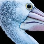 秘密导航入口永久地址入口:探索隐藏资源的终极指南与使用技巧 wrbp3074